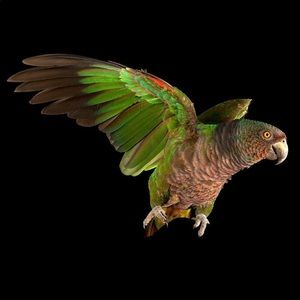 Meet your Posher, Gerald